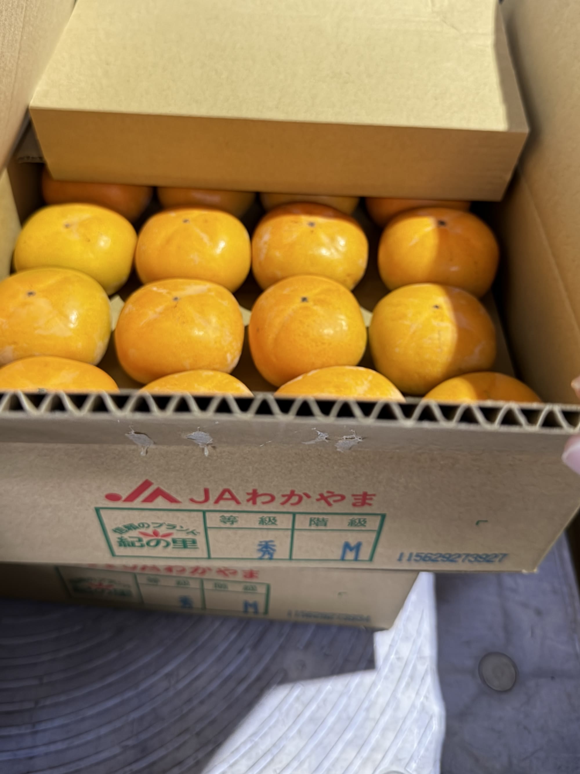 和歌山県産 平核無柿の実験記録